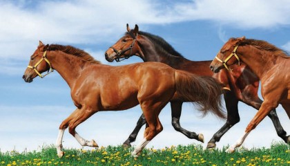 equine-mortality-burns-and-wilcox