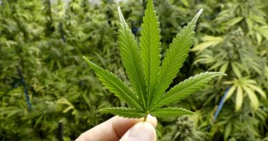 The State of the Cannabis Insurance Market in 2023
