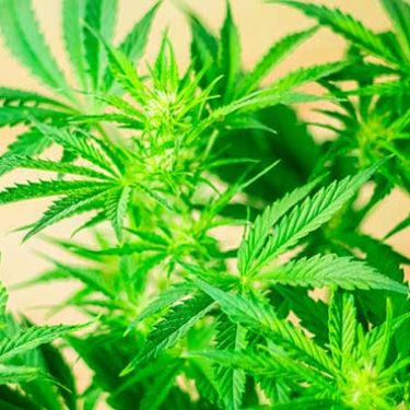 Cannabis: A Growing Risk