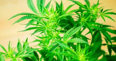 How Is the Cannabis Insurance Market Faring?