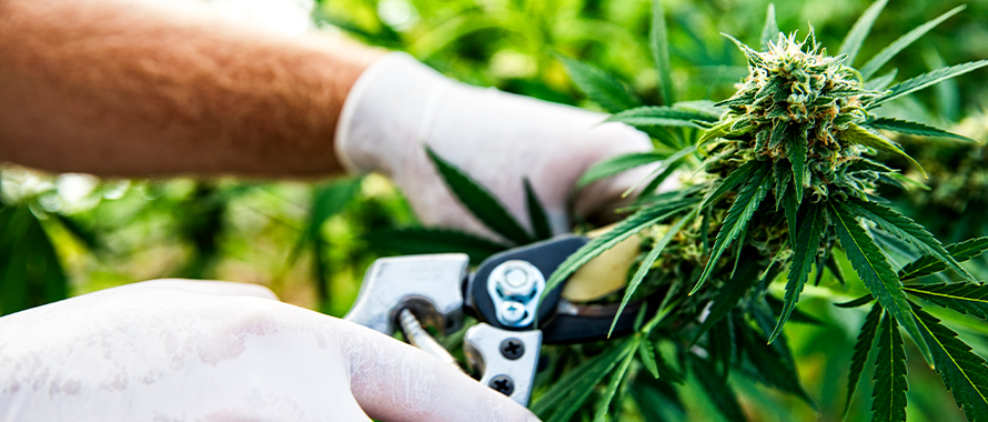 harvesting-cannabis_20190822-1.jpg|harvesting-cannabis_20190822.jpg|harvesting-cannabis_20190822.jpg|harvesting-cannabis_20190822-300×128.jpg|harvesting-cannabis_20190822-768×328.jpg ||||