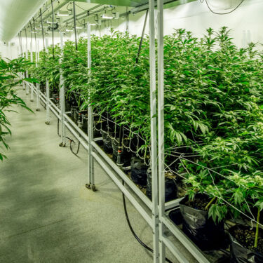 THC-laden Doritos, Oreos, Other Lookalike Snacks Called ‘Reckless and Illegal’