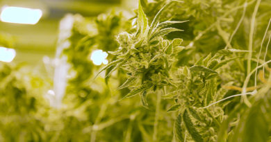 What’s New with Cannabis Insurance Regulations?