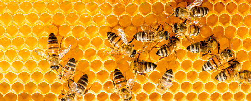 Millions of Honeybees Killed in Delta Shipping Disaster