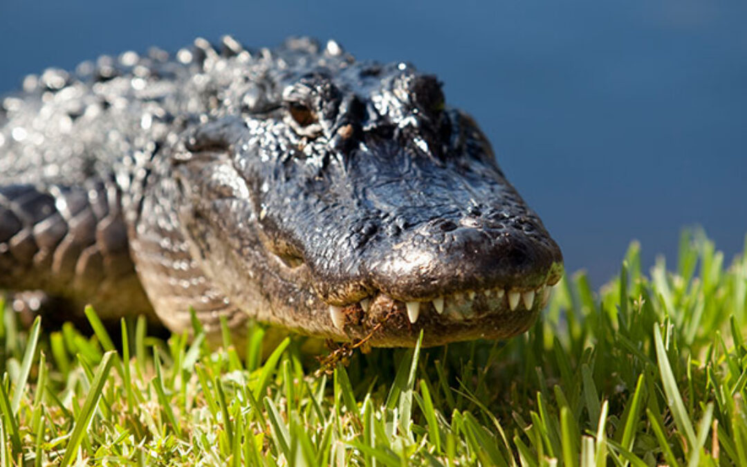 Alligator Attack Leads to Lawsuit Against Housing Complex