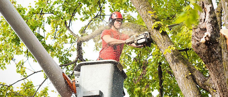 20240404_treetrimmer