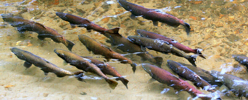 77,000 Salmon Accidentally Released Into Creek After Fish Tanker Truck Overturns