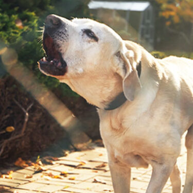 $4.2 Million Verdict Reflects Rise in Dog Bite Claims