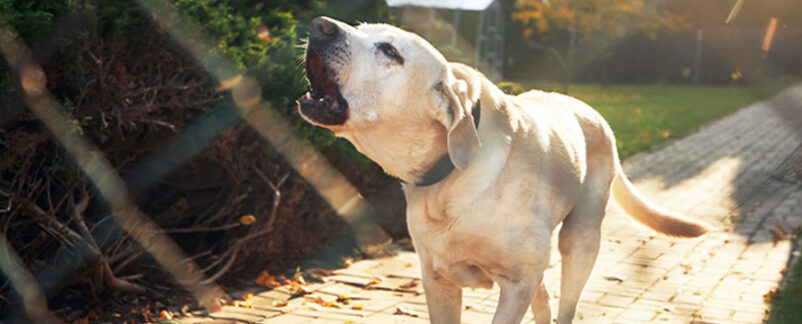 $4.2 Million Verdict Reflects Rise in Dog Bite Claims