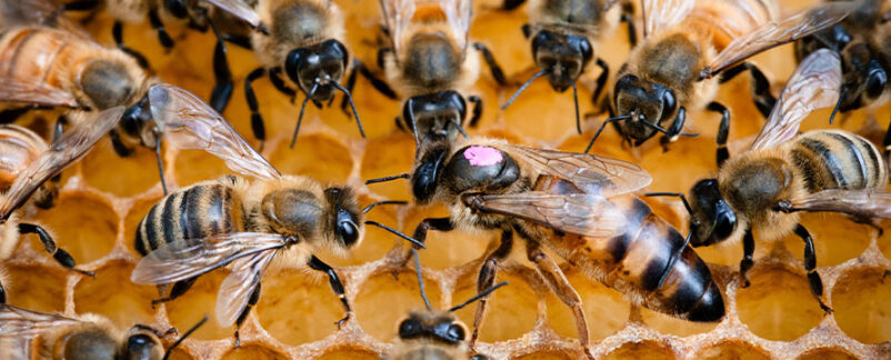 14 Million Honeybees Escape Following Semi-Truck Accident