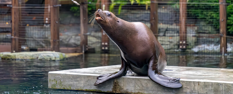 $19M Sea Lion Habitat at Center of Design and Construction Lawsuit